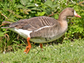 Greater White-fronted Goose